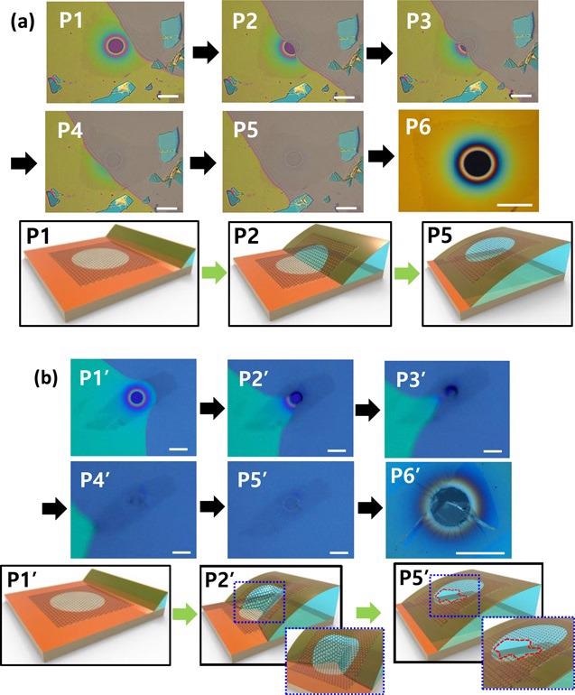 Images and illustrations of the separation of graphene/PT from SiO2/Si substrate. (a) Successful case and (b) unsuccessful case. (scale bar is 50 µm).