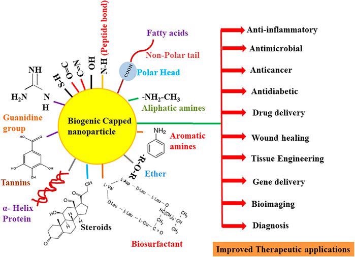 Overview of the role of various functional groups of biomolecules in the capping and therapeutic improvement of nanoparticles.