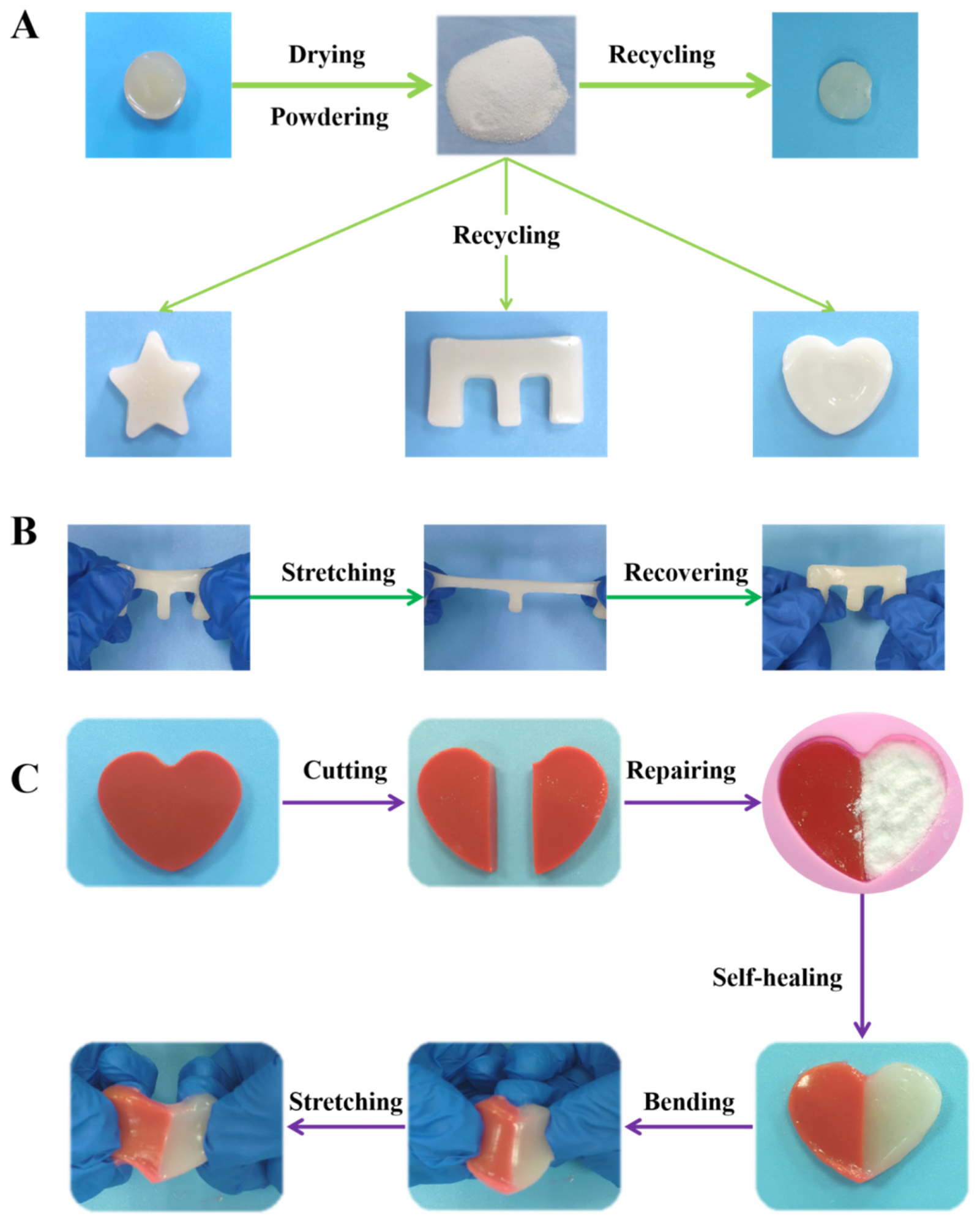 (A) Photographs of powder self-healing abilities of CMA-3 hydrogel. (B) Photographs of CMA-3 hydrogel exhibiting excellent stretching flexibility. (C) Photographs of CMA-3 hydrogel repairing partially missing hydrogel.