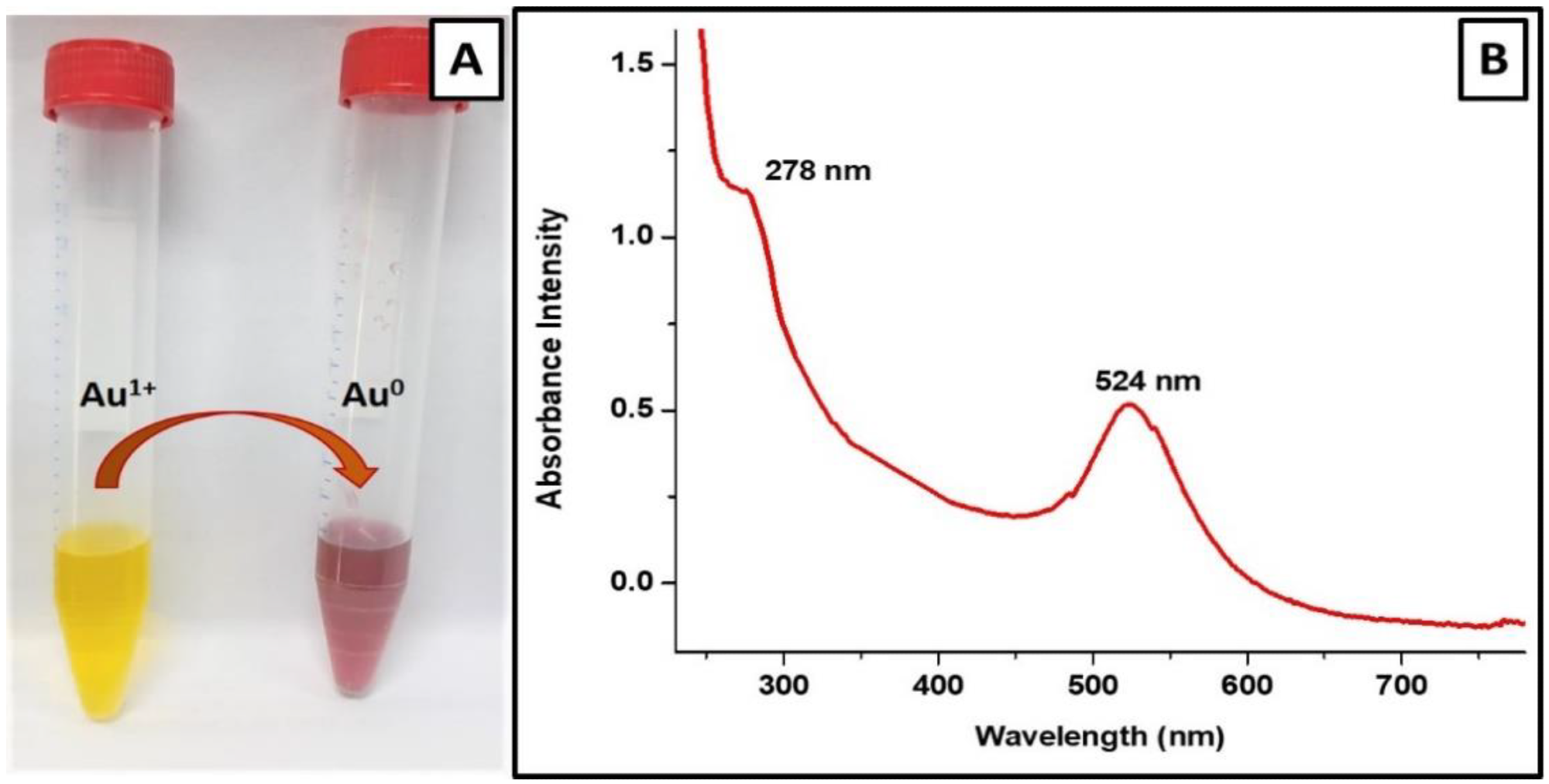 Characterization of V-GNPs: (A) color change from light yellow to ruby red resulted from SPR; (B) UV–Visible spectra (SPR band at 524 nm).
