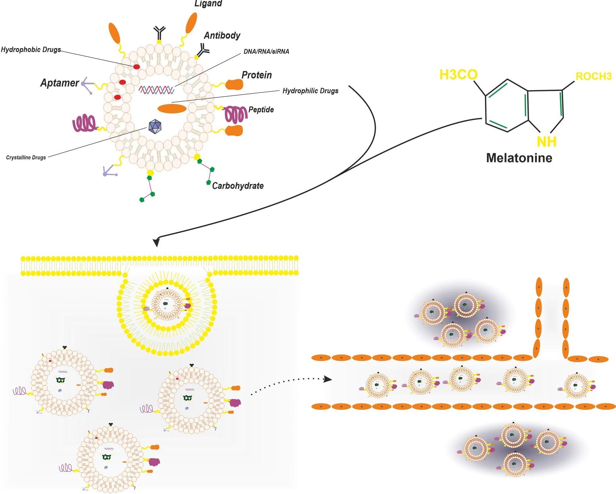 The figure shows the liposome as delivery vehicle for melatonin, liposome increase the transdermal delivery of melatonin and also increase distribution of melatonin in multiple part of body like cornea as fragile site