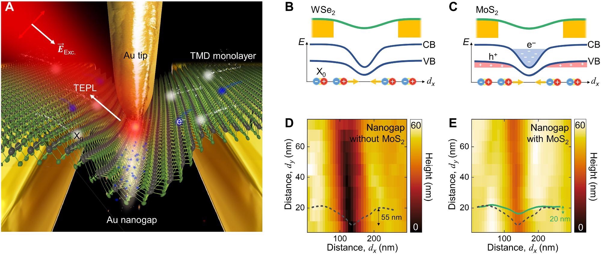 Schematic illustrations of an experimental design and energy diagram. (A) The Au nanogap device and transferred TMD MLs combined with TEPL spectroscopy to probe and control the electric charges (e-) and exciton (X0) dynamics at the nanoscale. Illustrations of the energy band diagram for WSe2 (B) and MoS2. CB, conduction band; VB, valence band. (C) MLs on the nanogap and spatial distributions of electric charges (e- and h+) and photoexcited excitons (X0). AFM topography images and height profiles of the nanogap without (D) and with (E) MoS2 ML exhibiting a wrinkled crystal structure, which gives rise to a nanoscale strain gradient.