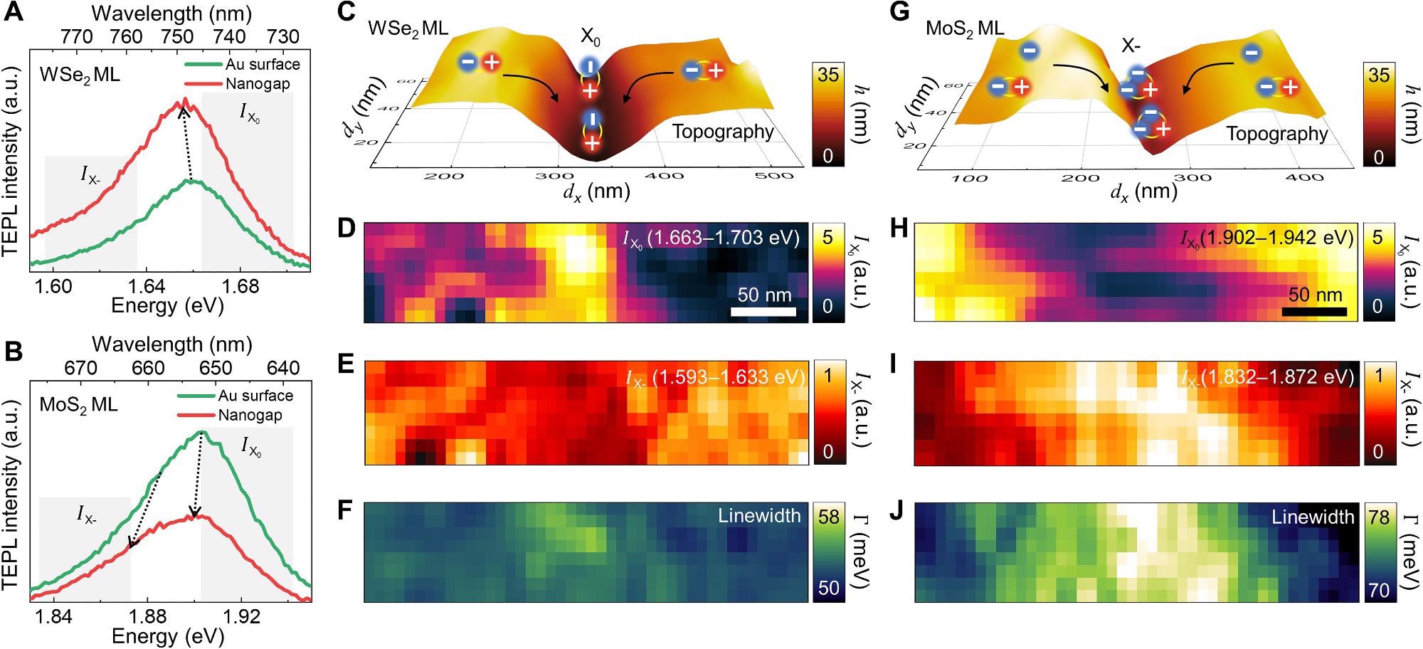 Hyperspectral TEPL imaging of TMD MLs at the nanogap. TEPL spectra of WSe2 (A) and MoS2 (B) MLs at the Au surface (green) and the nanogap (red) regions. (C to F) Hyperspectral TEPL images of a WSe2 ML. AFM topography image with a description of exciton funneling (C). TEPL images of the spectrally integrated intensity of excitons (D) [spectral region of IX0 in (A)] and low-energy shoulder (E) [spectral region of IX- in (A) after normalization]. TEPL image of spectral linewidth (F). (G to J) Hyperspectral TEPL images of a MoS2 ML. AFM topography image with a description of electron funneling and trion (X-) conversion (G). TEPL images of the spectrally integrated intensity of excitons (H) [spectral region of IX0 in (B)] and low-energy shoulder (I) [spectral region of IX- in (B) after normalization]. TEPL image of spectral linewidth (J).