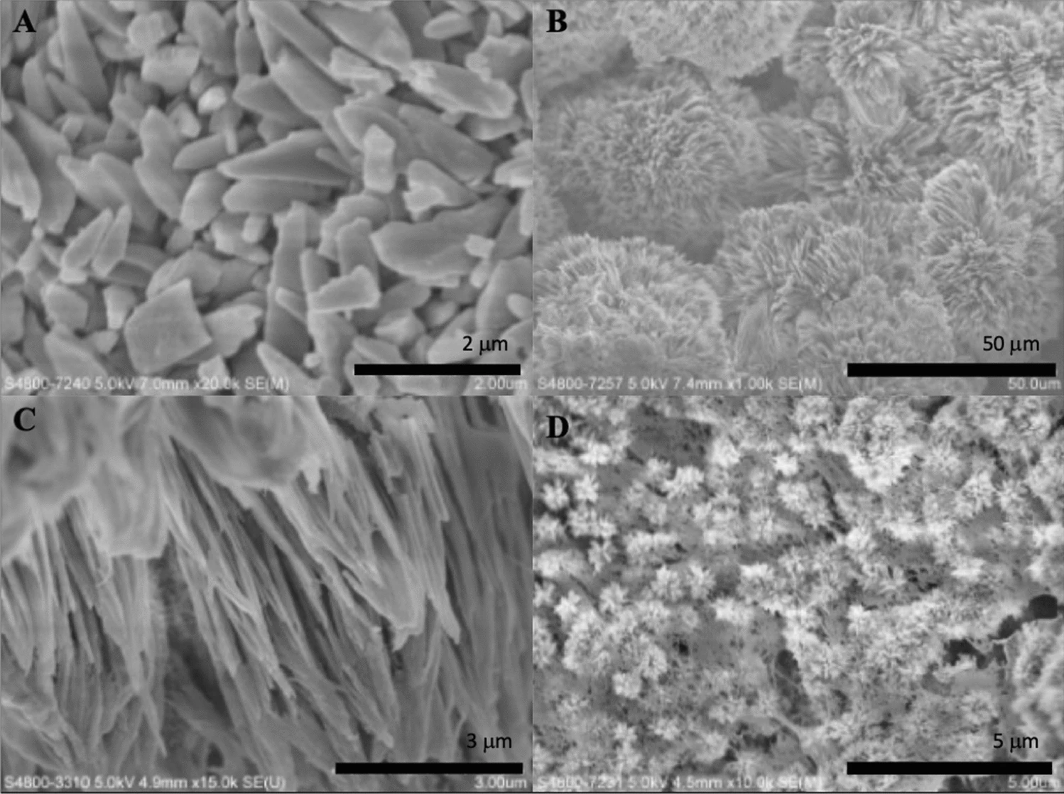 SEM micrographs of formed crystals treated with different strength of electric current. (A) 5 mA; (B) 8 mA; (C) 10 mA; (D) 12 mA.