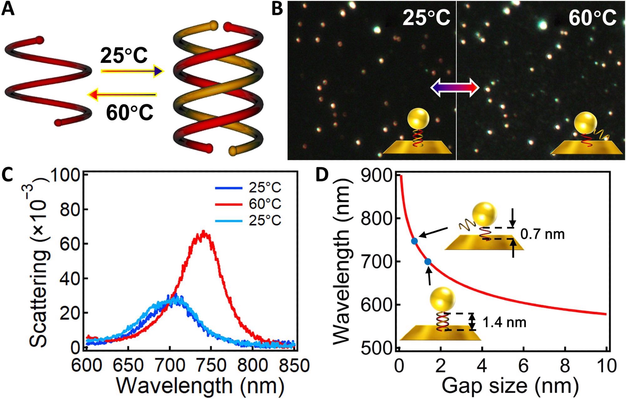 Temperature-induced reversible tuning of Au NPoM plasmons. (A) Scheme of the temperature-induced switching of single and double helices. (B) DF images of the Au NPoMs after incubation with CHCl3 at 25° and 60 °C for 1 hour. Insets are the schemes of the corresponding configuration of the OS assemblies in the nanogaps. (C) Scattering spectra of the same particle after incubating in chloroform for 1 hour at 25°, 60°, and then back to 25 °C. (D) Calculated change of plasmon resonance with gap size. Insets indicate the change of OS-1 in the nanogap from 1.4 to 0.7 nm after heating at 60 °C.