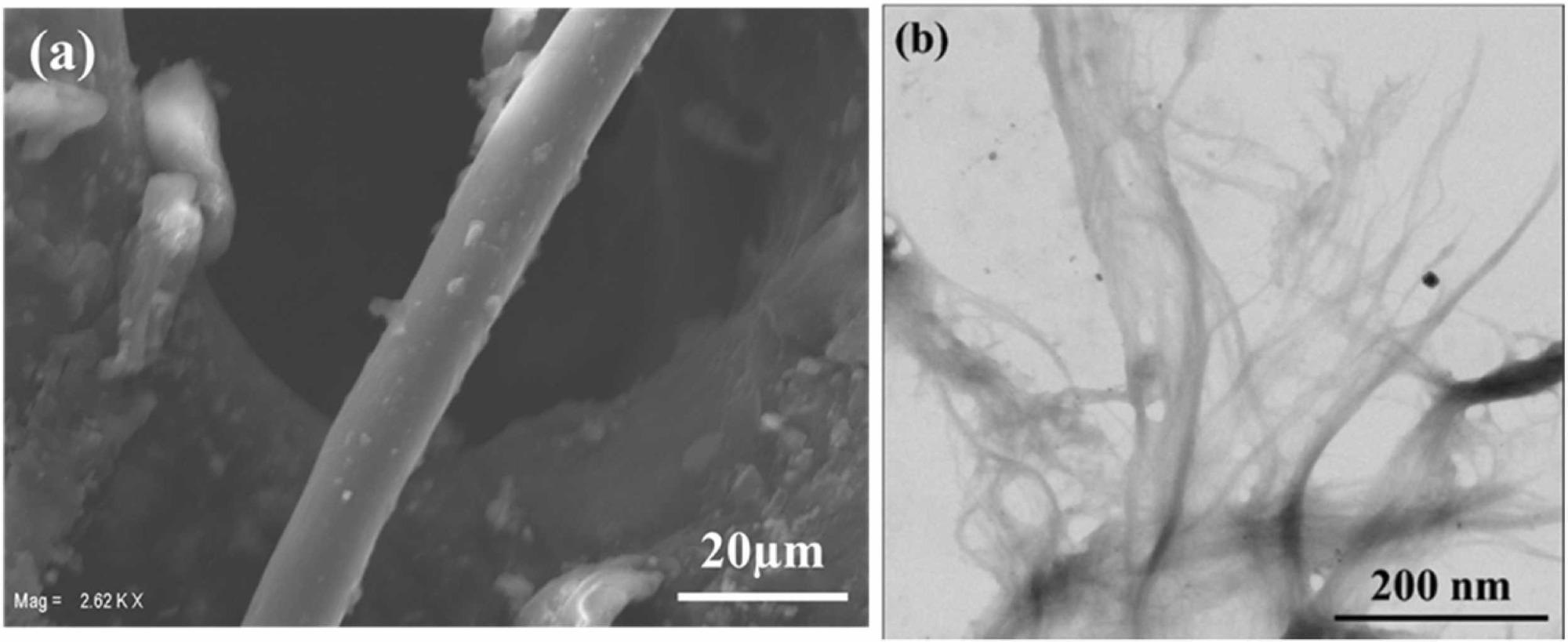 (a) SEM micrographs of raffia organosolv pulp and (b) TEM micrographs of raffia nanofibrillated cellulose.