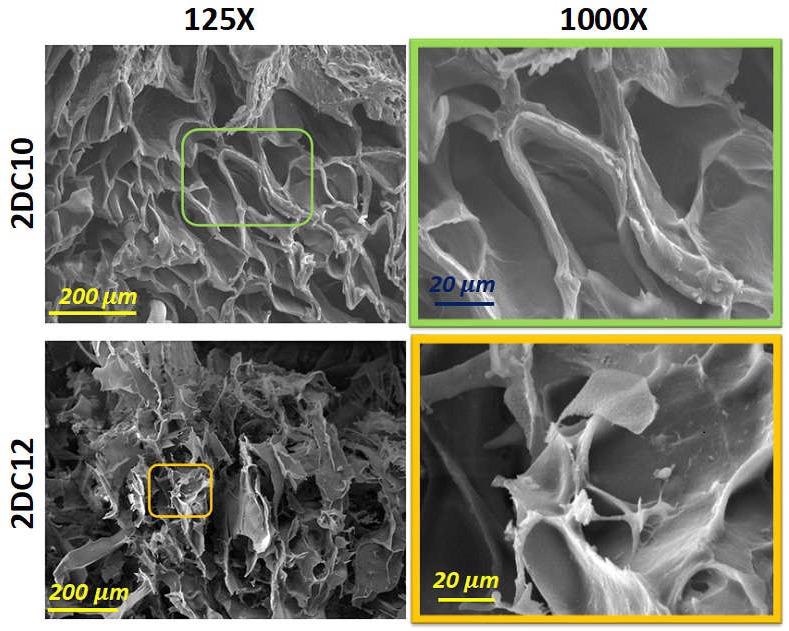 SEM micrograph of 2DC10 and 2DC12 hydrogels.