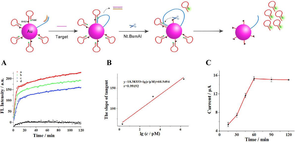 (A) Fluorescence kinetics curves of the nanomachine with addition of 10 U Nt.BsmAI and target BCR/ABL fusion gene at different concentrations (from a to d: 2 µM, 2 nM, 2 pM and blank, separately). (B) The relationship between the slope of tangent at t = 0s and logarithmic value of target BCR/ABL fusion gene concentrations (range of concentration: 2 pM, 2 nM, and 2 uM separately). (C) Time optimization of intermediate DNAs hybridizing with the capture DNA.