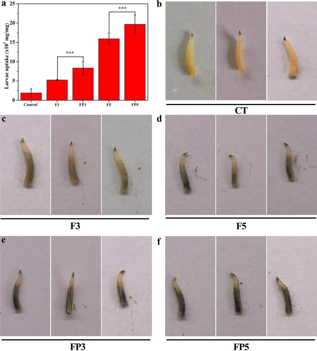 (a) Uptake data for F3 vs. FP3, F5 vs. FP5. Data are reported as the ratio of Fe content in larvae to the body weight. Representative photographic image of (b) control larvae and larvae after feeding with (c) F3, (d) F5, (e) FP3, and (f) FP5 for two days. NP-free feeding materials were used to feed larvae serving as controls.