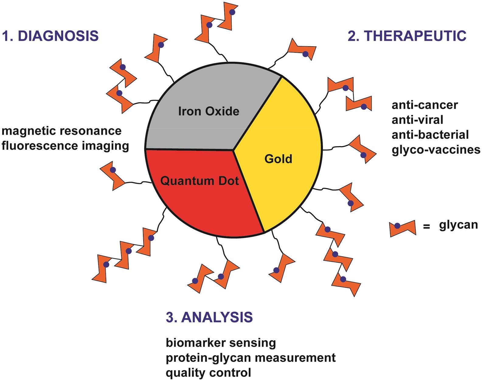 Three main applications of glyco-nanotechnology—1. Diagnosis, 2. Therapeutic, and 3. Analysis.