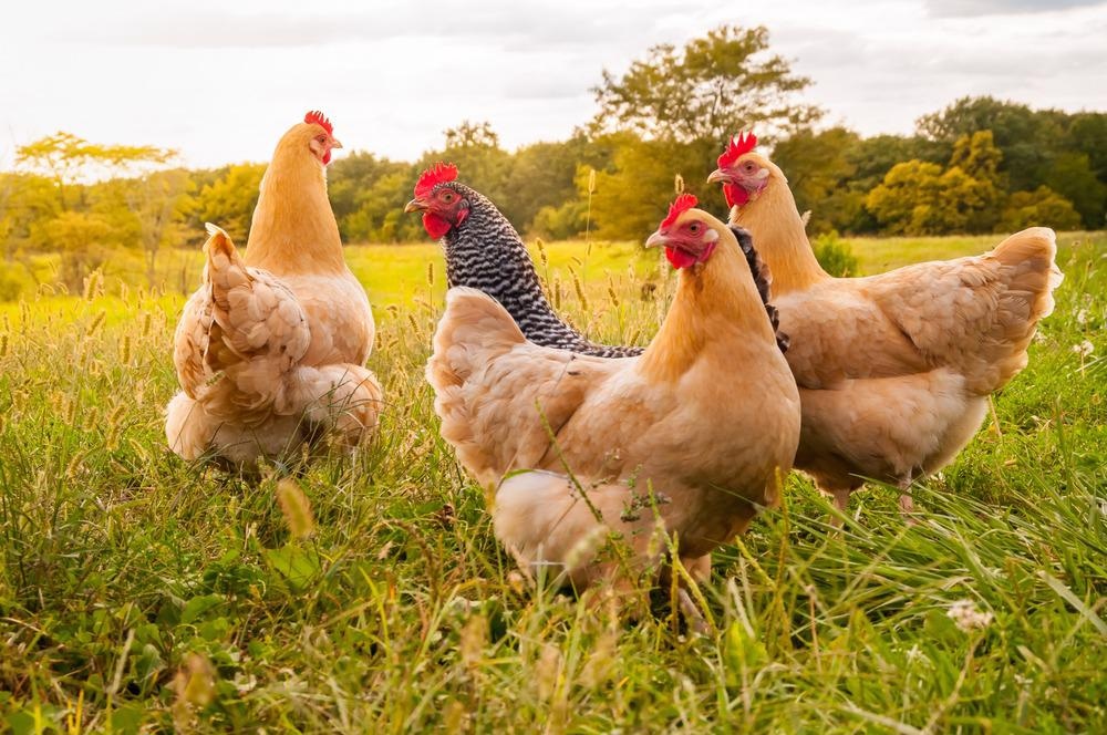 Nanotechnology Helps to Define the Poultry Industry
