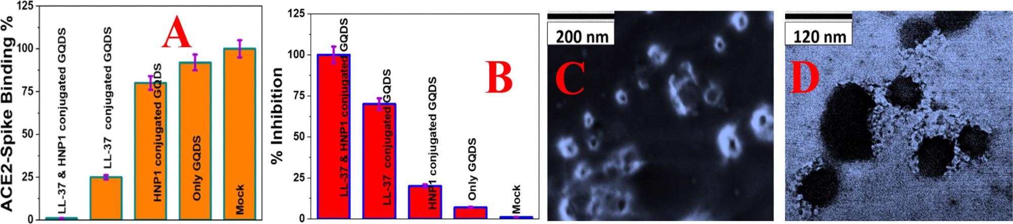 (A) Interaction of Baculovirus pseudotyped with a SARS-CoV-2 delta variant (B.1.617.2) spike protein and ACE2 on HEK-293T cells, measured using fluorescence imaging. (B) Inhibition efficiency of Baculovirus pseudotyped with the delta variant spike protein in infected HEK293T cells in the presence of buffer (Mock), GQDs (30 µg/mL), HNP1 (4 µg/mL)-attached GQDs (30 µg/mL), LL-37 (4 µg/mL)-attached GQDs (30 µg/mL), and LL-37 (4 µg/mL) and HNP1 (4 µg/mL)-attached GQDs (30 µg/mL). (C) SEM image of Baculovirus pseudotyped with a SARS-CoV-2 delta variant (B.1.617.2) spike protein when they are treated with peptide-attached GQDs for 6 h. (D) TEM image of Baculovirus pseudotyped with a SARS-CoV-2 delta variant (B.1.617.2) spike protein when they are treated with peptide-attached GQDs for 12 h.