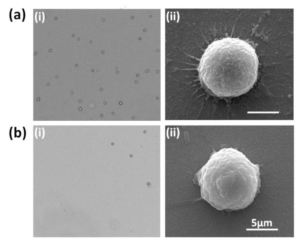 Cell capture performance of GNP-modified chip and bare FTO chip. (a-i) Microscope image of cell capture performance by GNP-coated chip; (a-ii) SEM image of single cell attached on GNP-coated chip; (b-i) microscope image of cell capture performance by bare FTO chip; (b-ii) SEM image of single cell attached on bare FTO chip.