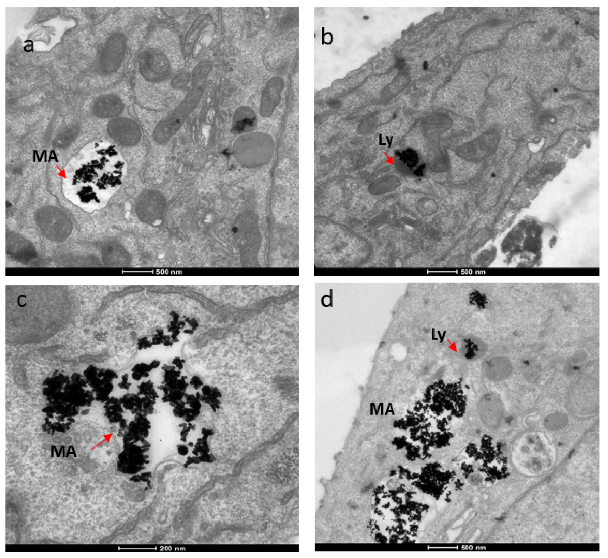 TEM images showing localization of gold nanorods in macropinosomes and lysosomes in both SKBR-3 and MCF-7 cell lines. AuNR localization in (a) macropinosomes (MA) and (b) lysosomes (Ly) of SKBR-3 cells. (c) Macropinosomes (MA) containing gold nanorods in MCF-7 and (d) lysosomes (Ly) containing gold nanorods in MCF-7. Red arrows point out macropinosomes and lysosomes containing gold nanorods in each image. Electron photomicrographs shown are representative of at least three independent experiments with similar conditions.