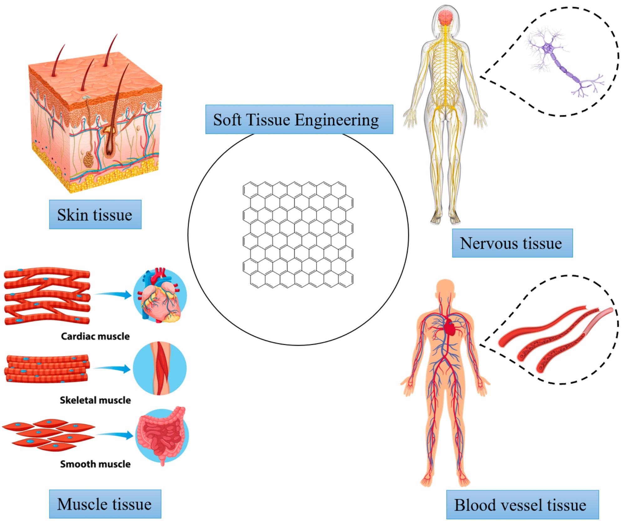 Applications in soft tissue engineering.