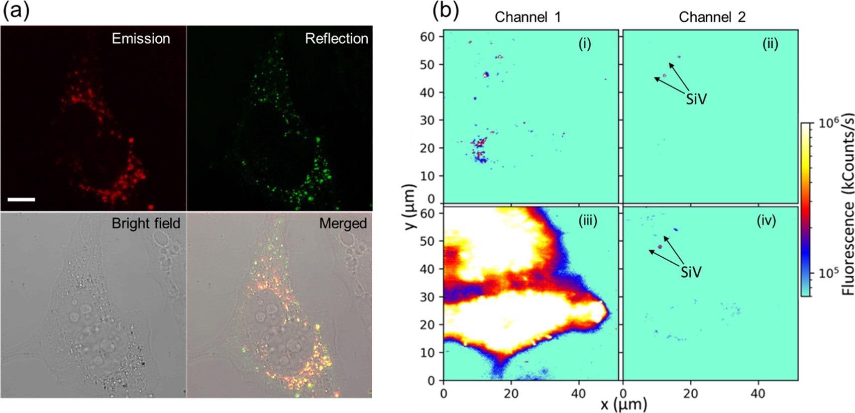NDSiV-polymer for dual-color cell imaging. (a) Confocal microscopy cell images showing efficient cell uptake. Emission and reflection channels demonstrated very good colocolization (?ex = 561 nm, ?em = 700–758 nm, ?re = 556–566 nm, scale bar = 10 µm). (b) Fluorescence cell images obtained by a customized confocal microscope (?ex = 532 nm) with two detection channels (1 – ?em = 575 nm and longer, 2 – ?em = 720–760 nm).