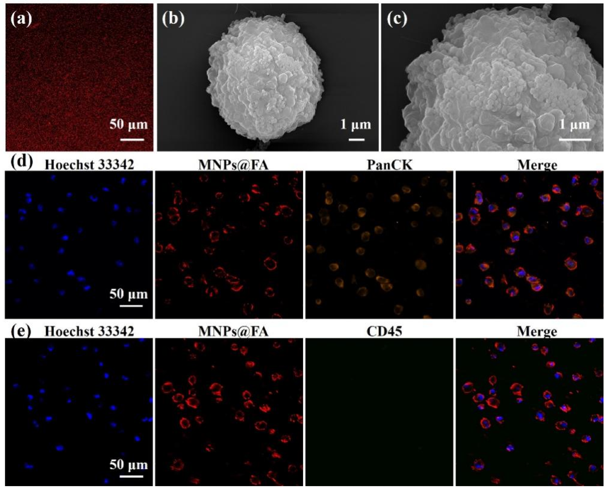 A fluorescent image of MNPs@FA showing a stable fluorescent signal. (b,c) SEM images of an SK-OV-3 cell captured by MNPs@FA with a sufficient number of nanoparticles on the cell surface. (d) Fluorescent images of SK-OV-3 cells captured by MNPs@FA (red) with immunostaining of anti-PanCK-555 (orange) and Hoechst 33,342 (blue). (e) Fluorescent images of SK-OV-3 cells captured by MNPs@FA (red) with immunostaining of anti-CD45-488 (green) and Hoechst 33,342 (blue).