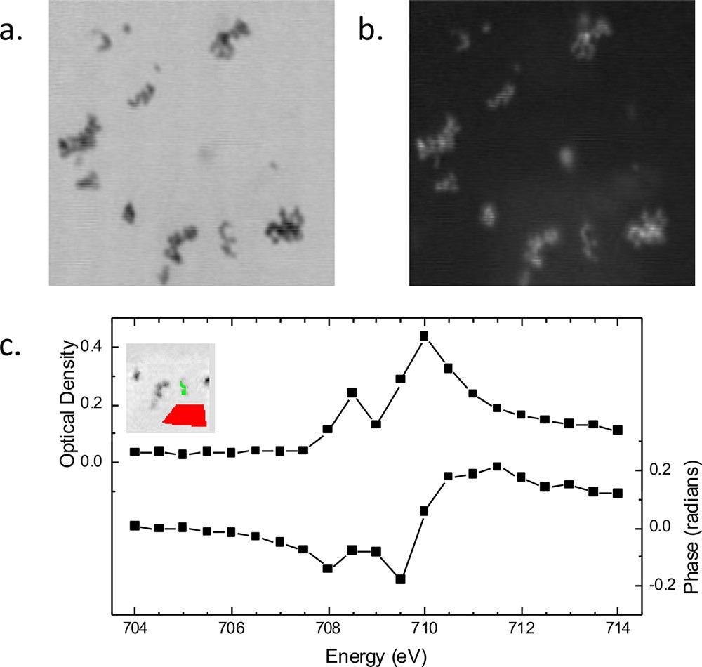 Spectroptychography of 30 nm diameter Fe2O3 nanoparticles. Amplitude (a) and phase (b) ptychography images, recorded at 710.0 eV. Image size is 2.1 × 2.1 µm. (c) Absorption (optical density) and phase Fe L3 spectra obtained from this sample. (Inset) Region from which the sample signal for amplitude and phase (green region) was extracted. Amplitude signal from an open area (red region) was used for the incidence flux in the calculation of the sample optical density using Beer’s law, -ln(I/Io).