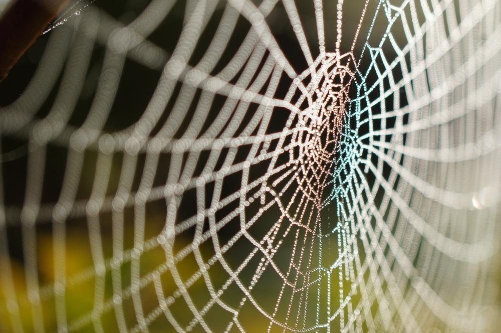 Strain Sensor Takes Inspiration from Spiderwebs and Scorpions