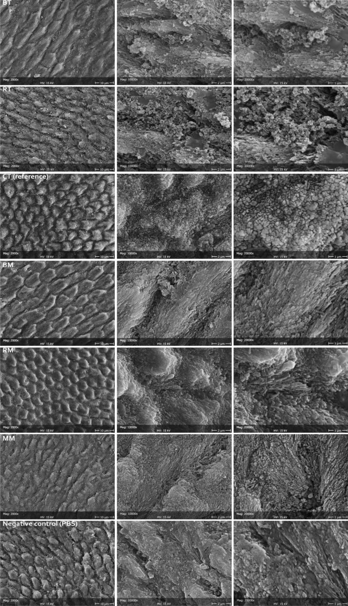 Representative micrographs at different magnifications (2000?×?, 10,000?×?, and 20,000?×) of the enamel surface after treatment with the tested and reference formulations, compared to the negative control (demineralized surface stored in PBS).