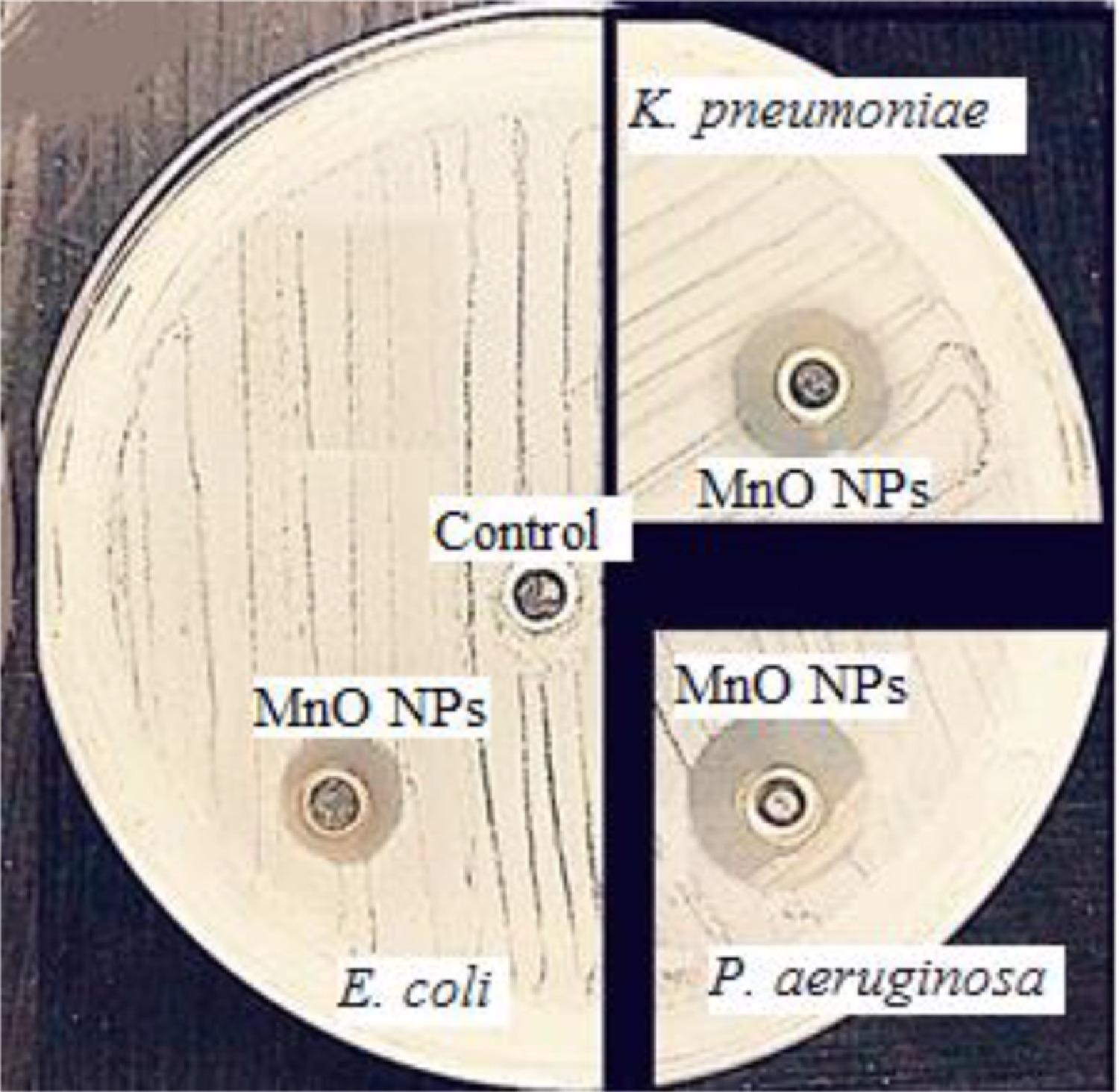 Scanned of antimicrobial activity of MnO NPs against E. coli, K. pneumoniae, and P. aeruginosa.