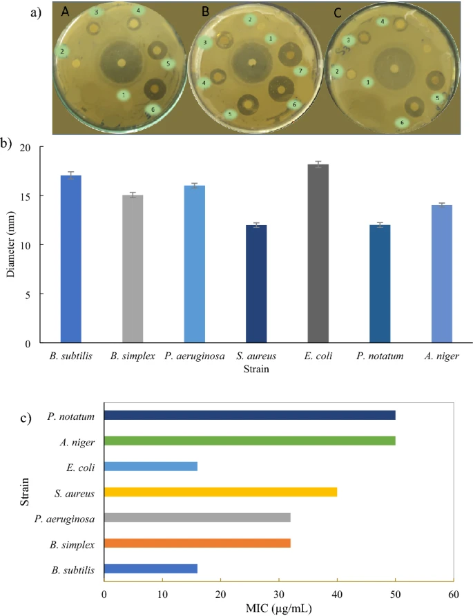 El potencial antimicrobiano de las NP de Au: (a) zonas de inhibición de cepas bacterianas modelo (A) B. simplex, (B) E. coli, (C) S. aureus;  1: ampicilina;  2-7: 10-50 µl/ml de NP de Au.  (b) Gráfico que muestra el diámetro máximo de las zonas de inhibición de diferentes cepas microbianas.  Las barras de error muestran la desviación estándar.  (c) Gráfico que muestra los valores de MIC de diferentes cepas microbianas.