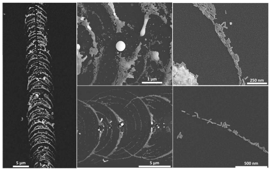 SEM micrographs of bubble-printed lines of AuNR assemblies.