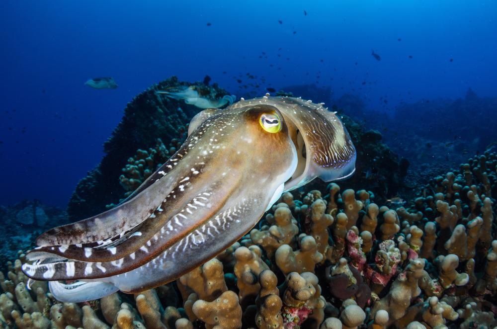 Protein-Based Photonic Nanostructures Inspired by Cephalopods