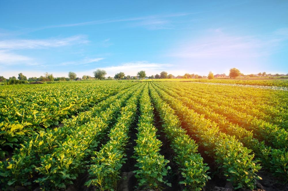 Nanotechnology and Organic Farming Partner to Improve Crops