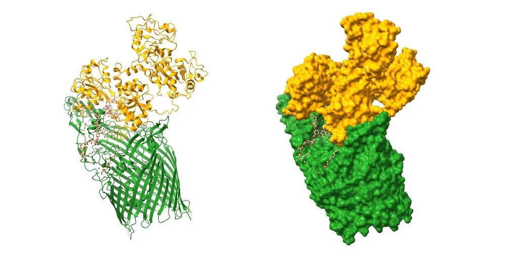 Optimización de la cuantificación de la cinética de unión proteína-proteína