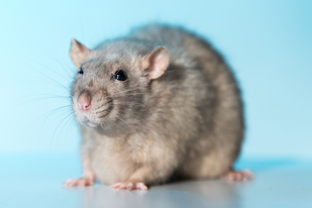 Study Finds Silver Nanoparticles with Noise Exposure Induces Rat Hearing Loss
