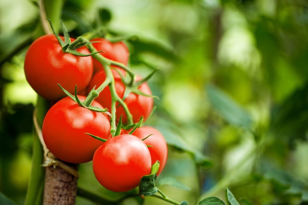 Testing Antimicrobial Nanoparticles on Tomato Plants