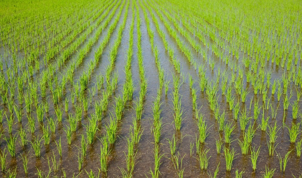 Bioengineered Nanocomposites for Control of Rice Crop Disease