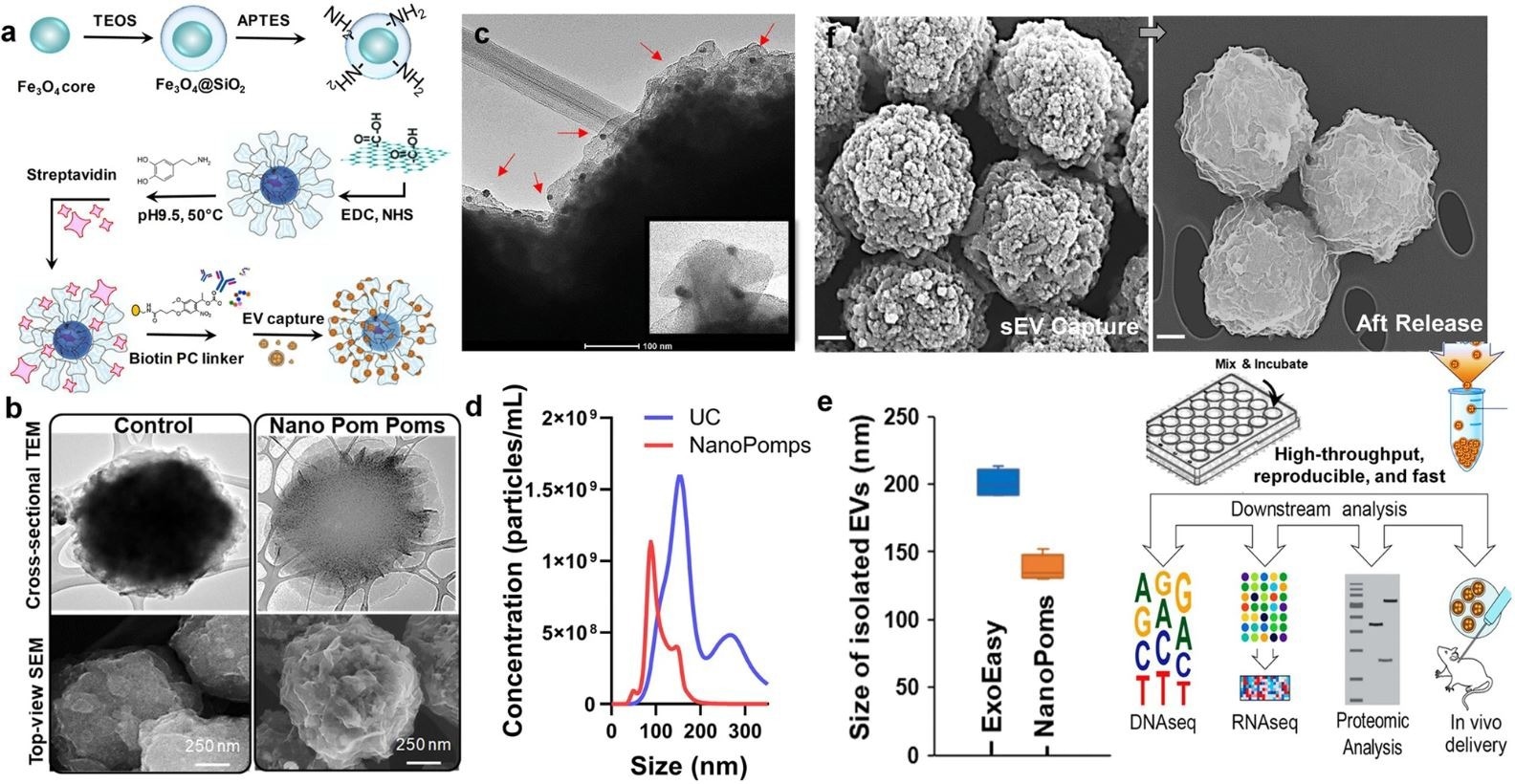 Nano pom-poms fabrication for highly specific exosome isolation and multi-omic biomarker analysis.