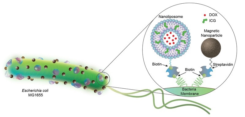 Los microrobots biohíbridos basados ​​en bacterias podrían ayudar a combatir el cáncer.