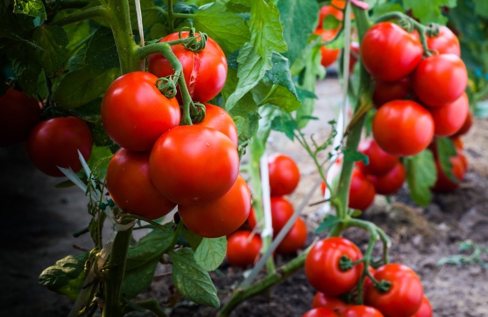 Are Copper-Based Nanopesticides For Tomato Crops Worth It?