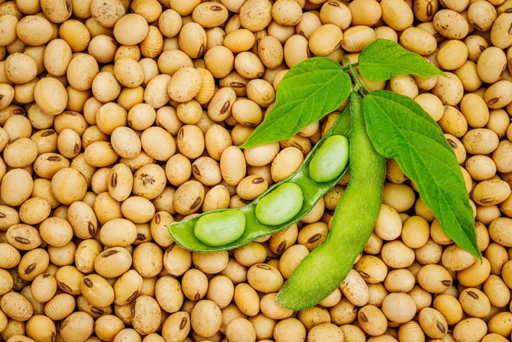 Carbon Dots Enhance Bioavailability of Nitrogen in Soybean Crops