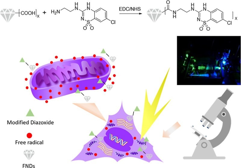 Multifunctional Fluorescent Nanodiamonds for HeLa Cell Drug Delivery