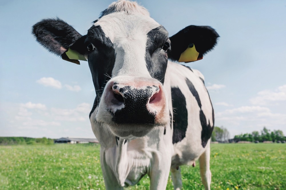 Eco-Friendly Nanoparticles Tackle Cattle Parasites
