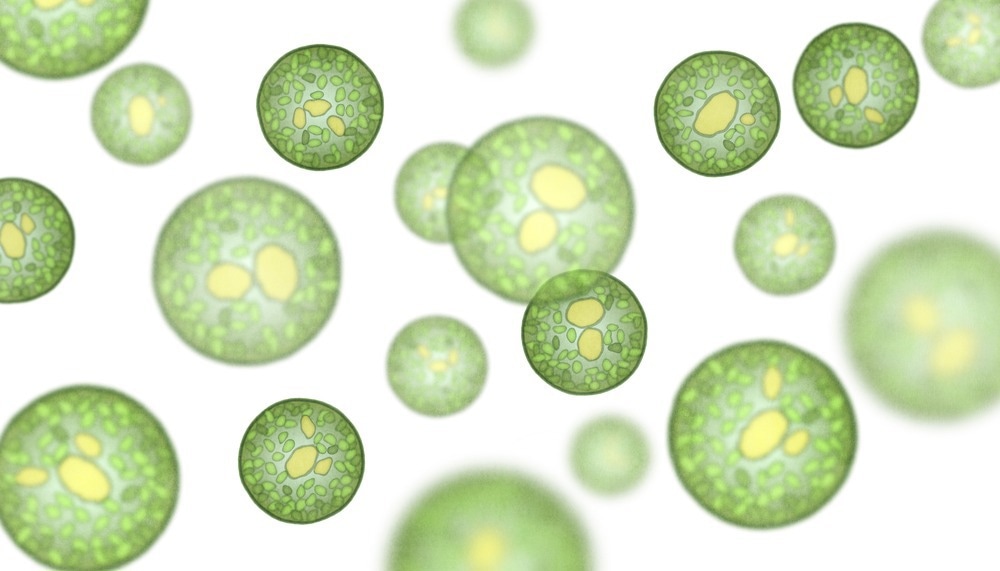 Green Microalgae Offer Insight into MXene Bioremediation