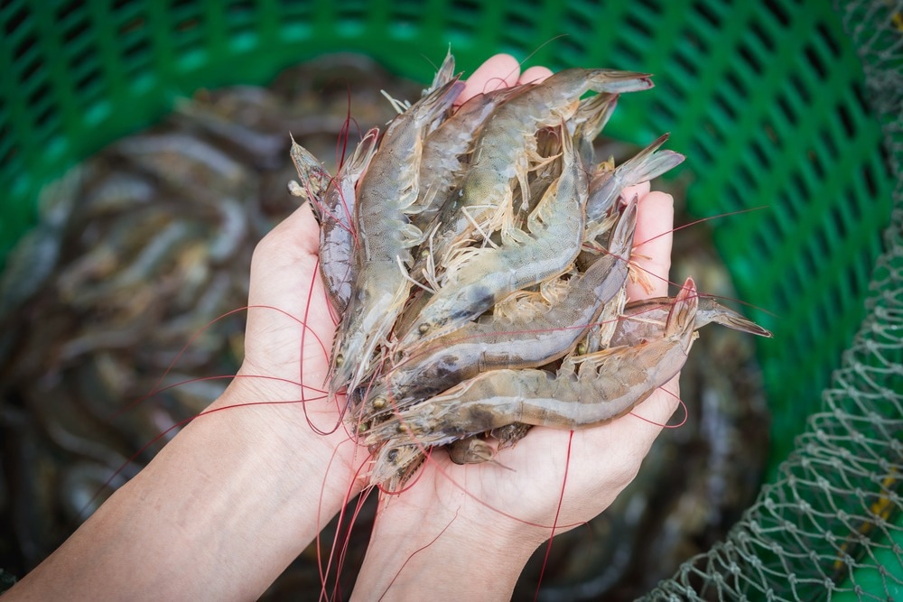 Gold Nanoparticles Help Detect Dangerous Shrimp Farming Virus