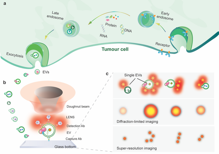 Nanoparticles Used to Explore Tumor Microenvironment