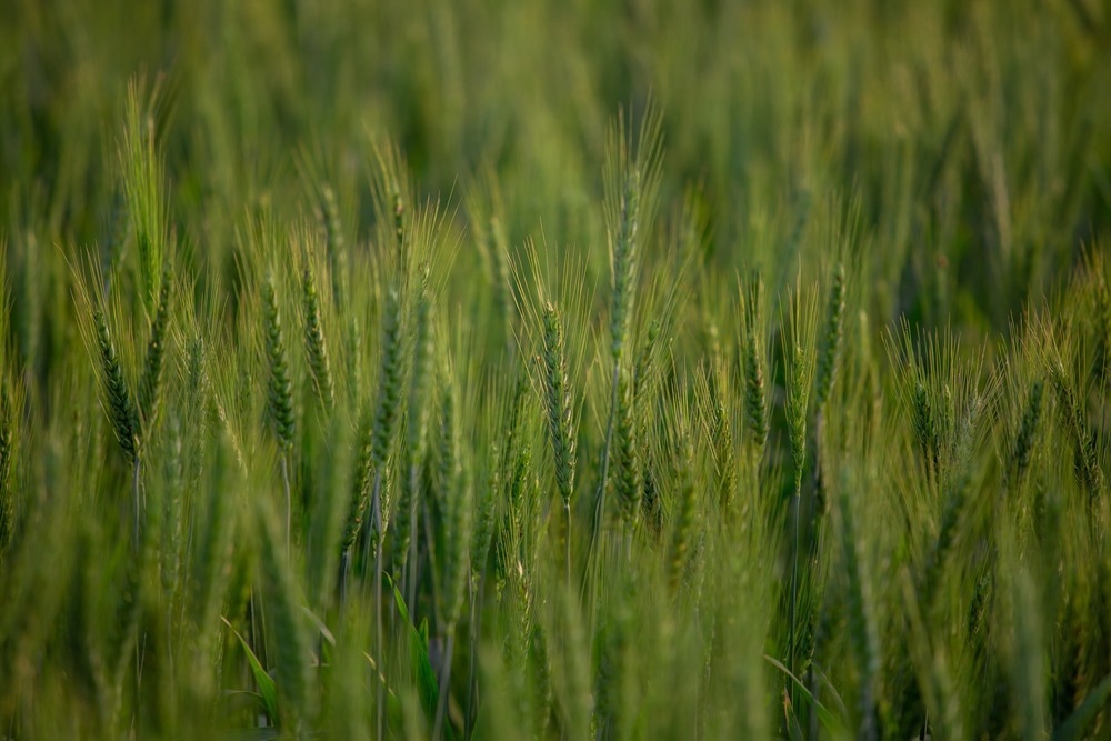 How Does Nanoplastics Build-Up Affect Crop Grains?