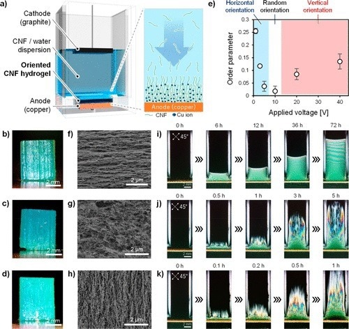 (a) Formation of oriented CNF hydrogel on the anode by sandwiching a CNF/water dispersion between the anode and cathode and applying a DC voltage between them. Oriented CNF hydrogels prepared at applied voltages of (b) 1, (c) 10, and (d) 40 V. CNF orientations at various applied voltages were investigated by (e) wide-angle X-ray diffractometry (WAXD), (f–h) field-emission scanning electron microscopy (FE-SEM), and (i–k) cross-polarizer-based techniques.