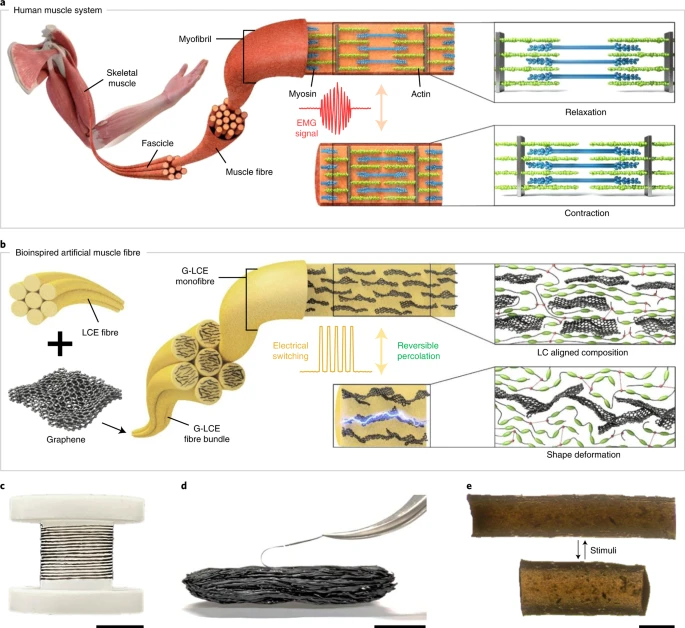 Human-muscle-like artificial muscle fiber