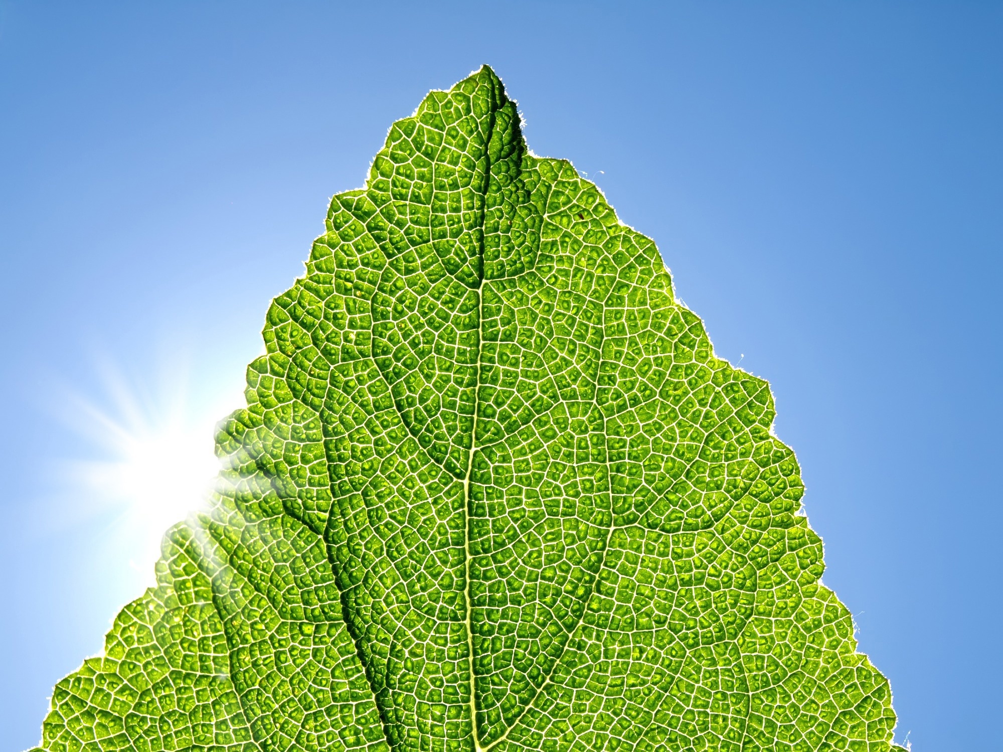 Mimicking Photosynthesis to Enhance Chemical Reactions.