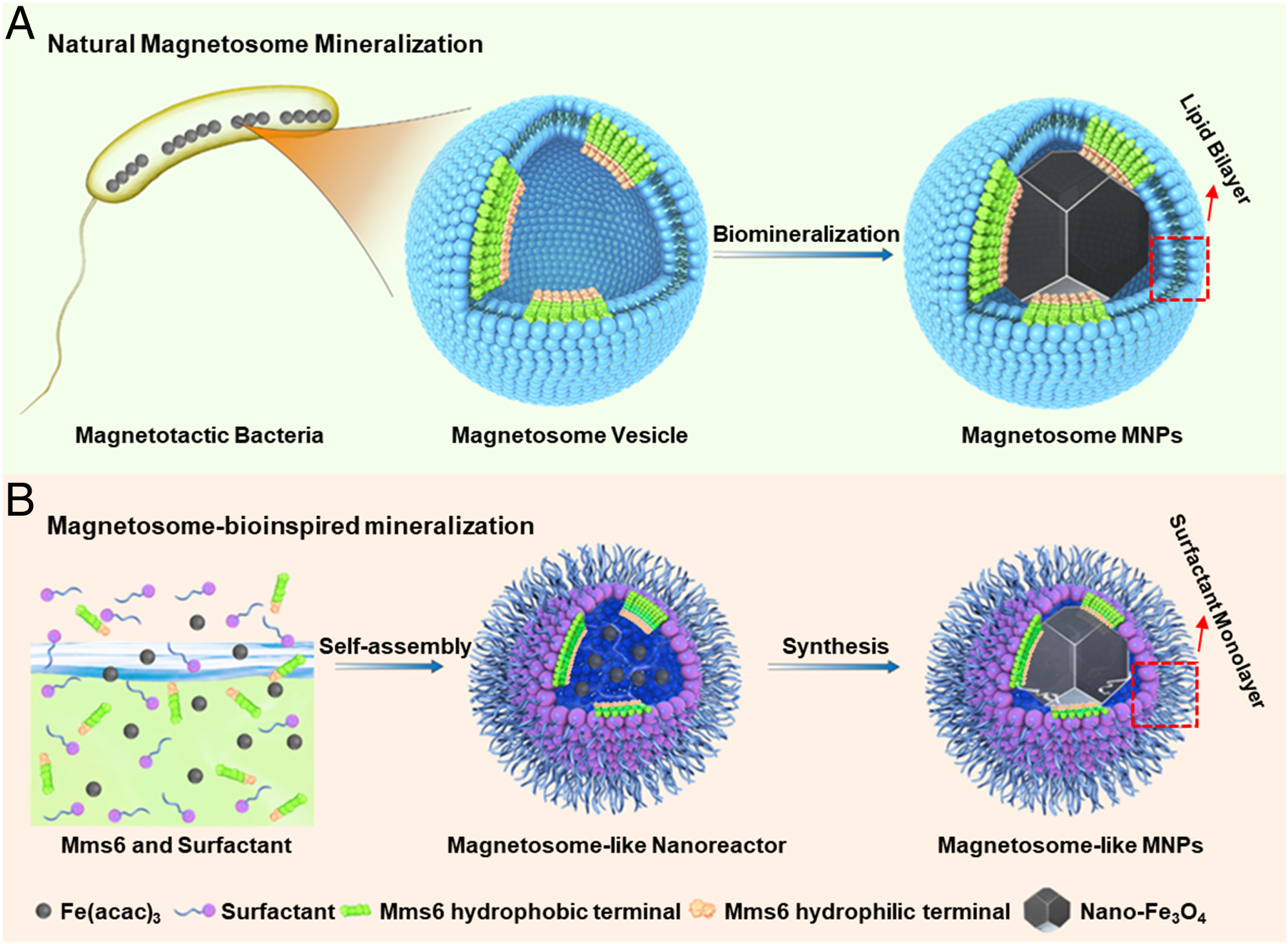 Ferromagnetic Nanoparticles Have High Tumor Penetration