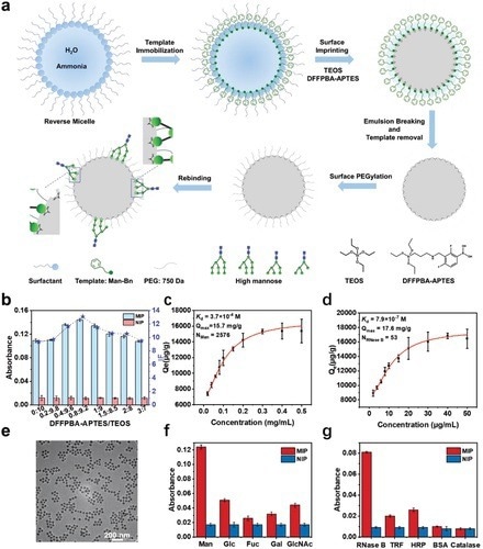 Nanoparticles Engineered to Offer SARS-CoV-2 Variants Inhibition