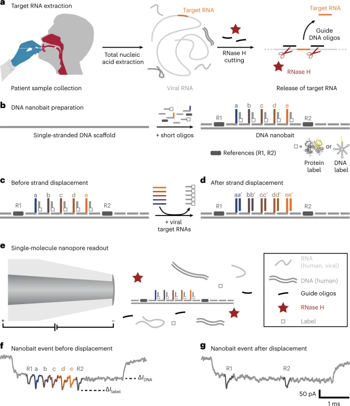 Self-assembled DNA nanobait strategy for multiplexed viral diagnostics.