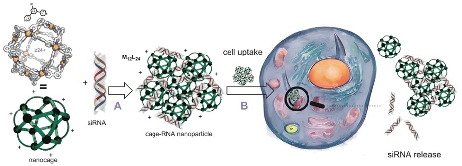 Dedicated Molecular Nanocages for siRNA Delivery
